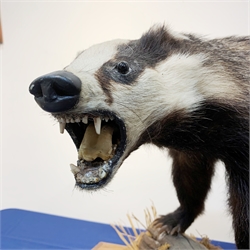 Taxidermy: 20th century European Badger (meles meles), full mount  bearing teeth on open display, upon a mahogany plinth detailed with tree branch and moss, plinth L88cm W30cm 