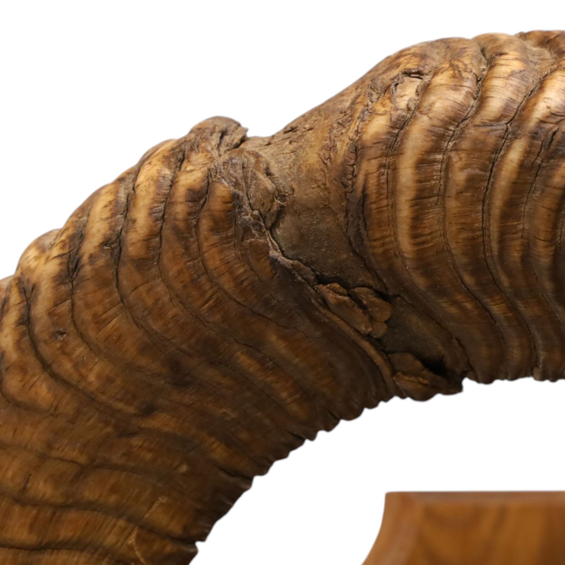 Antlers/Horns - European Mouflon (Ovis aries musimon), set of adult Mouflon ram horns on upper skull, mounted upon a pedestal wall shield, D51cm 