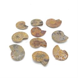 Collection of Cleoniceras ammonite fossil slices, with polished finish, age: Cretaceous period, location: Madagascar, D6cm