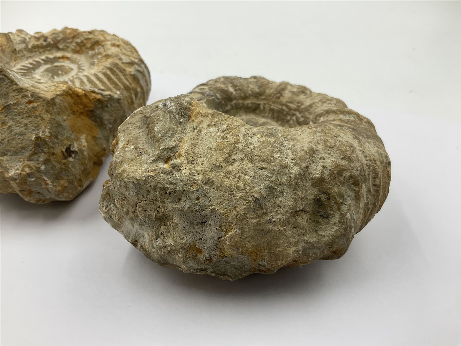 Pair of limestone Ammonite fossils, age; Cretaceous period, location; Morocco, D10cm