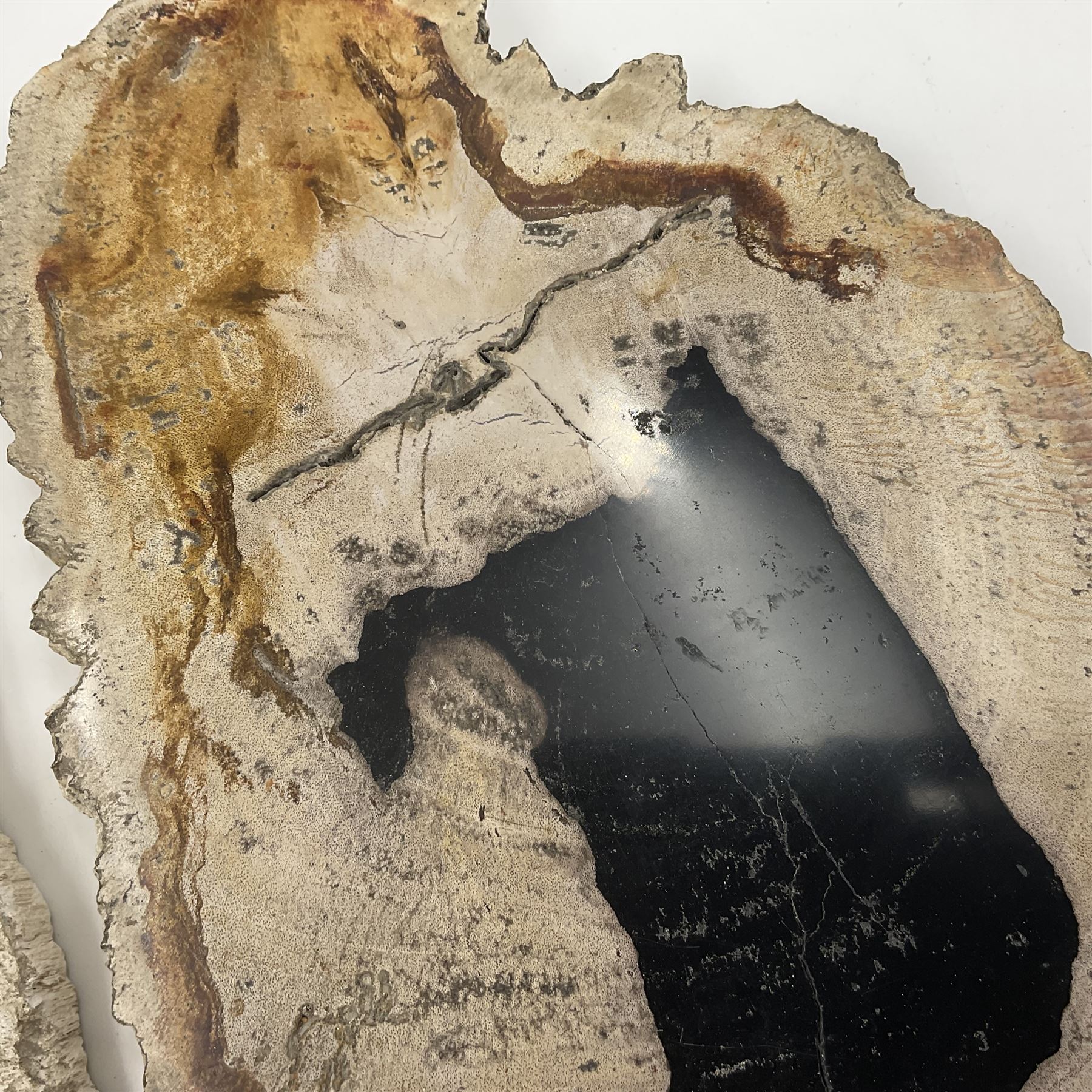 Pair of polished petrified wood slices, sliced in cross-section and polished to both sides, some growth rings still visible and a blackened centre, texture to edges, H17cm, L28cm