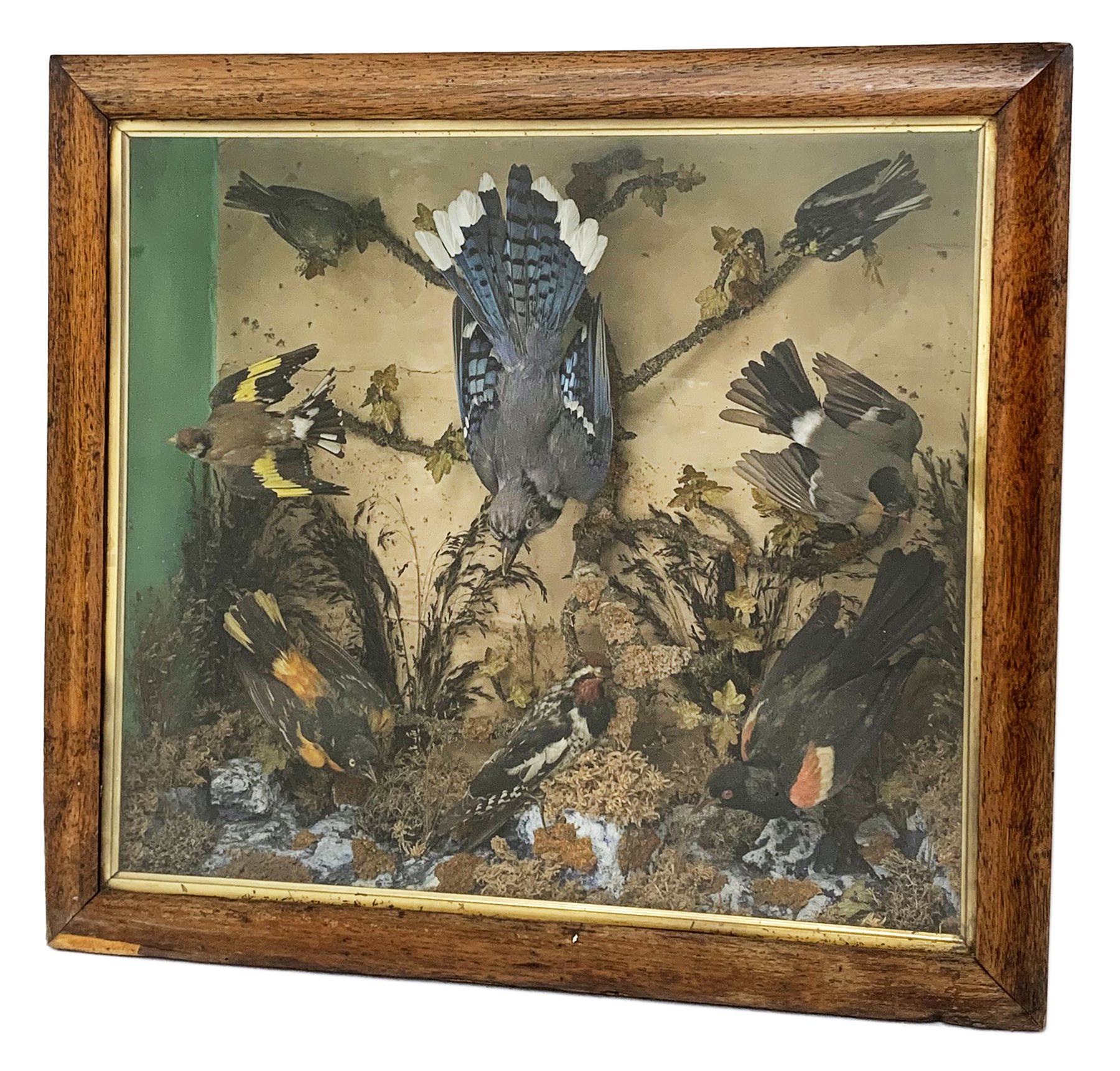 Taxidermy: Late Victorian cased display, to include American Blue Jay, Bullfinch, Goldfinch, and Woodpecker, mounted within a naturalistic setting of mosses, branches and tall grasses, on faux rock base, within a glazed maple frame, W61cm, H56cm, D17cm