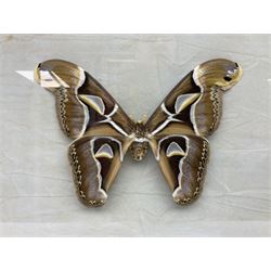Entomology: Two gilt framed displays of three atlas moths 'Attacus atlas', one display a single atlas moth, the other containing two atlas moths, largest frame H58cm, L64cm     