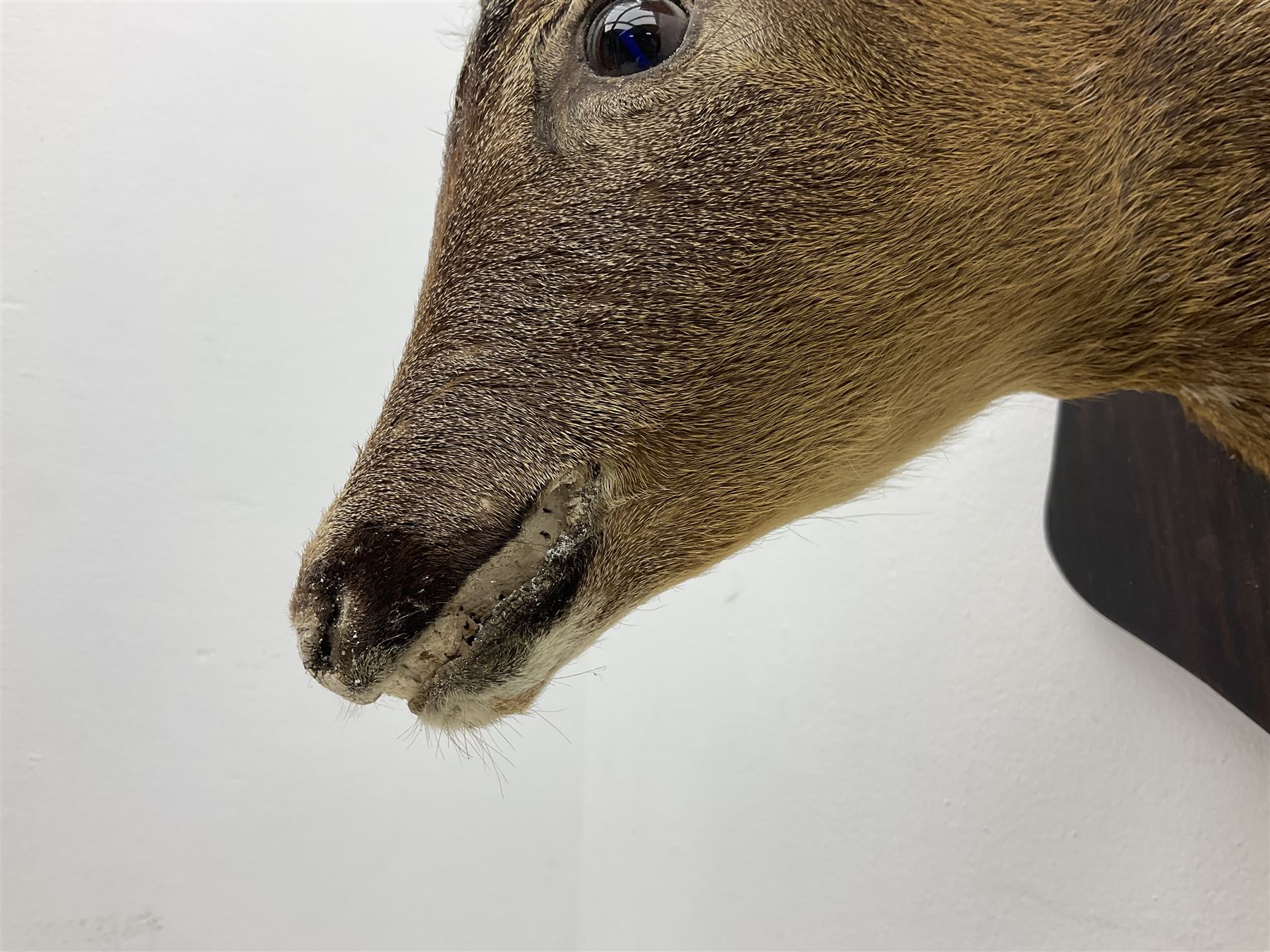 Taxidermy; Roe Deer (Capreolus capreolus), adult Roebuck neck mount looking straight ahead, mounted upon an oak shaped shield, together with a pair of Roe Deer antlers, with partial skull