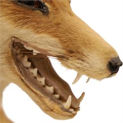 Taxidermy - Fox (Vulpes vulpes), full male adult mount on open display, with raise paw, upon wooden base, base W70cm