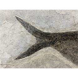 Large Fossilised fish in matrix (Knightia alta), age; Eocene period, location; Green River Formation, Wyoming, USA, in frame, fish L42cm, frame H49cm, L72cm