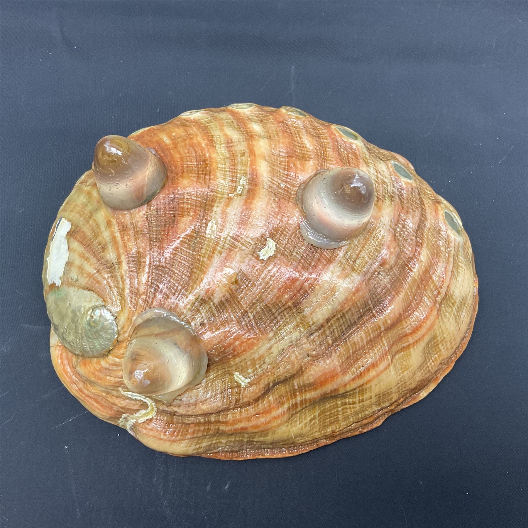Conchology: selection of shells, including gold pearl oyster shell, mother of pearl turbo marmaratus shell, Cypraecassis Rufa red helmet shell, Mitre shell, Paua shell and others, largest D19cm