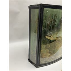 Taxidermy: Brown trout (Salmo trutta), skin mount set above a pebbled river bed with reeds and ferns, against blue painted back drop, enclosed within an ebonised bow-front display case, with 'Costa Beck May 27th 1911, Weight 2 1/2lbs', inscribed to the glass, H34cm, L58cm 