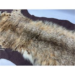 Taxidermy: Bob cat (Lynx rufus) hide mounted upon black felt backing material, L100cm