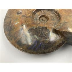 Large polished Cleoniceras opalised ammonite, age; Cretaceous period, location; Madagascar, H17cm, L20cm