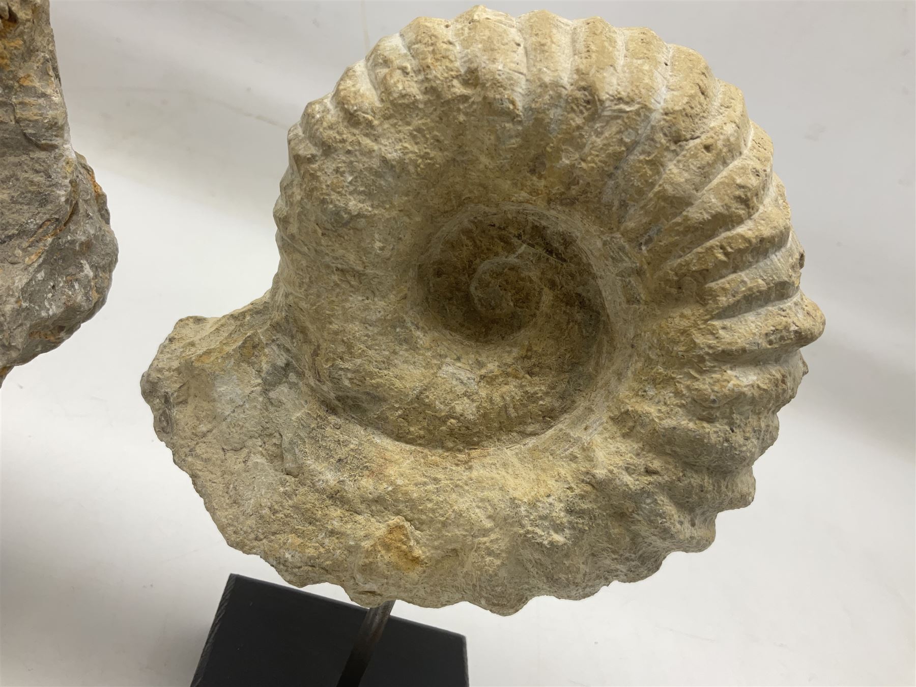Pair of ammonite fossils, each individually mounted upon a rectangular wooden base, age; Cretaceous period, location; Morocco, H19cm