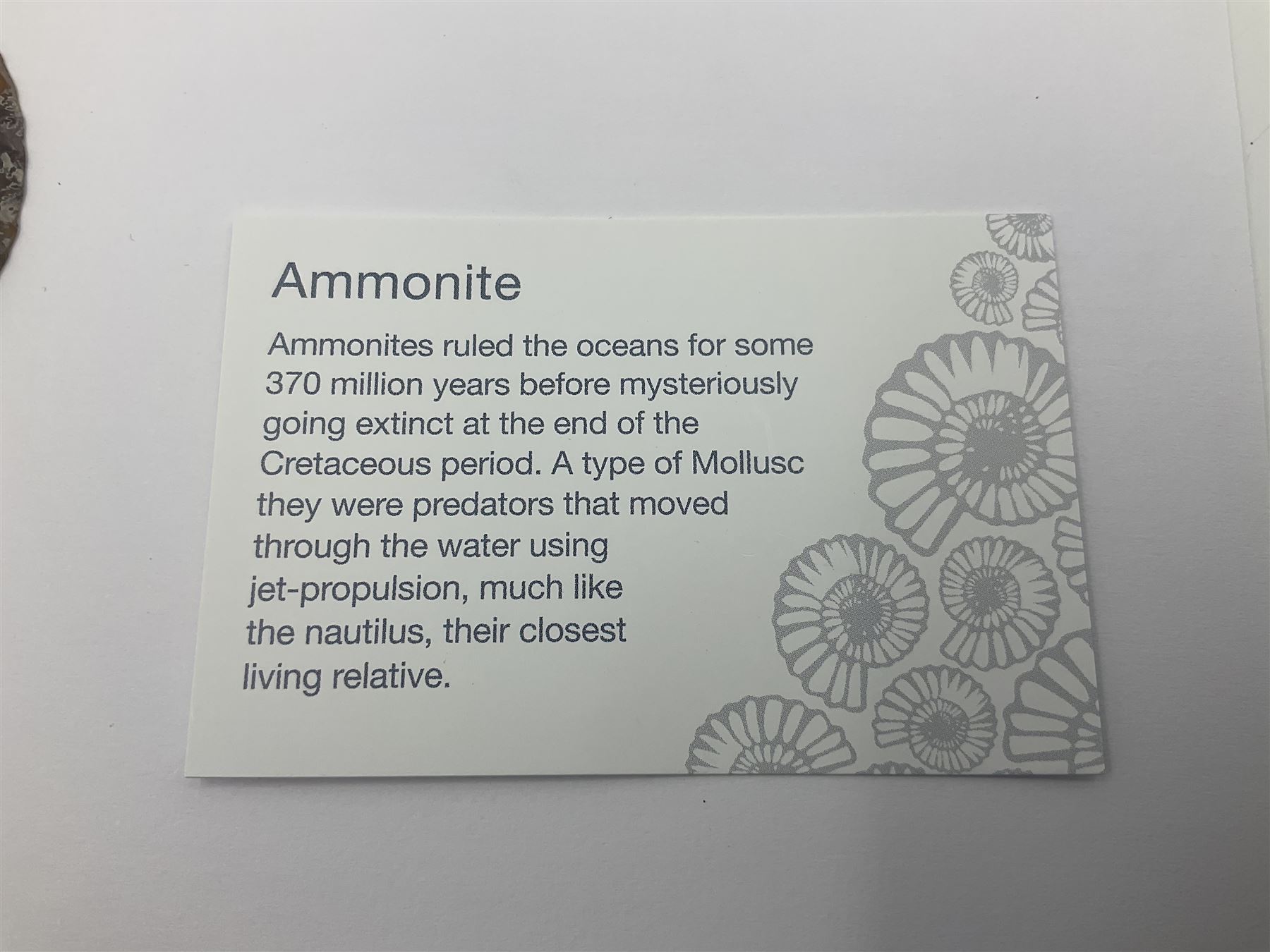 Two pairs of sliced ammonite fossils with polished finish, age: Cretaceous period, location: Madagascar, largest D7cm