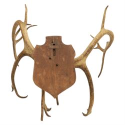 Antlers/Horns; Pair of Caribou Reindeer antlers (Rangifus tarandus), partial skull on wooden shield, D60cm