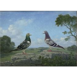 Walter Goodin (British 1907-1992): Study of two Champion Racing Pigeons in Landscape setting, oil on board signed and dated 1982, 54cm x 75cm