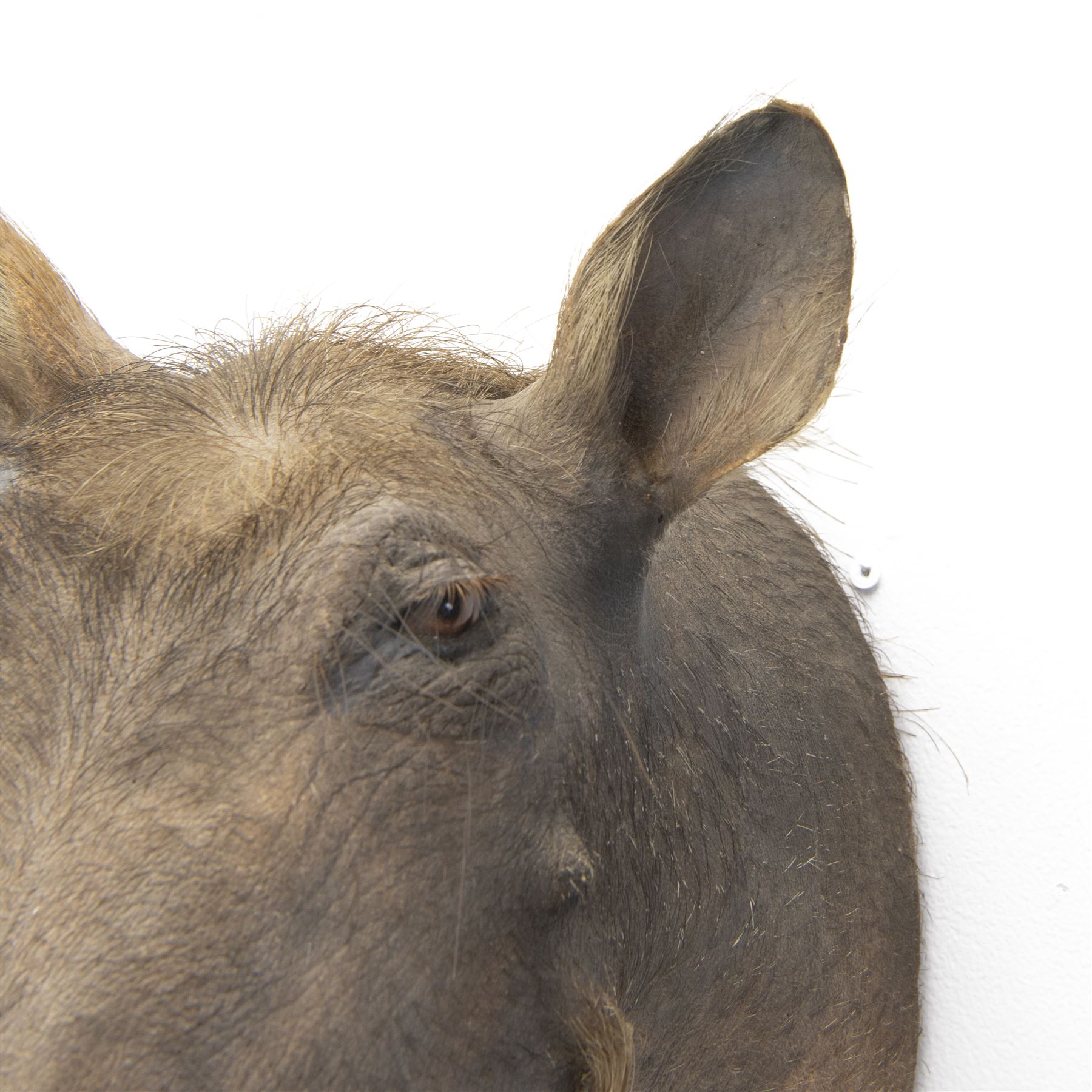 Taxidermy: A Common Warthog (Phacochoerus africanus), large adult head mount looking straight ahead
