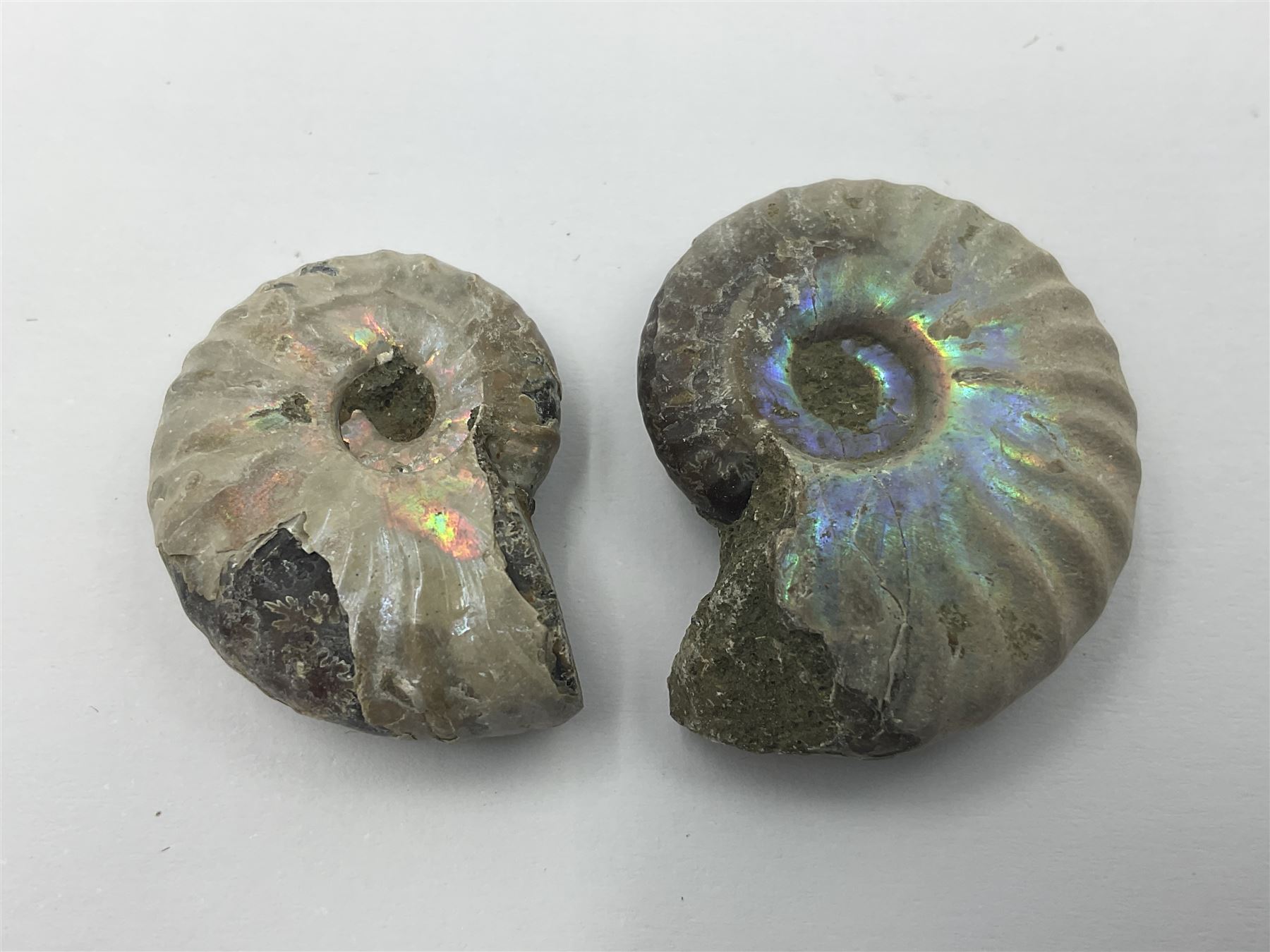 Ten ammonite fossils with nacreous aragonite shells, age; Cretaceous period, location: Madagascar, largest 3cm