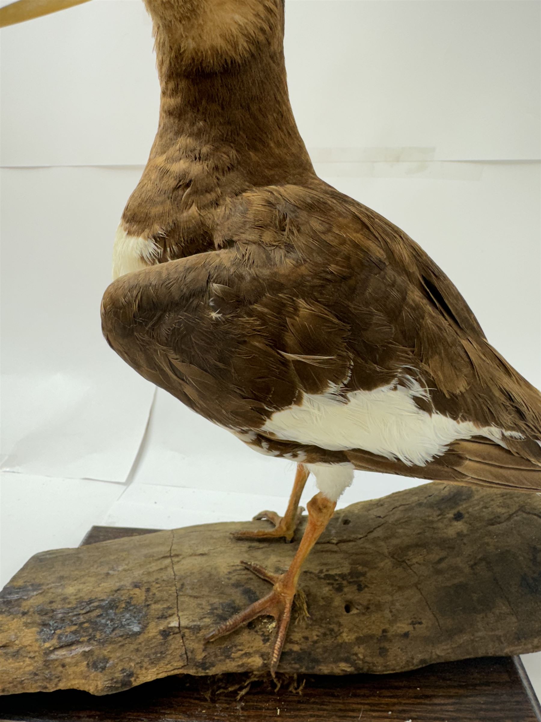 Taxidermy; Oystercatcher (Haematopus ostralegus), stoop upon driftwood upon a stepped wooden base, H35cm 