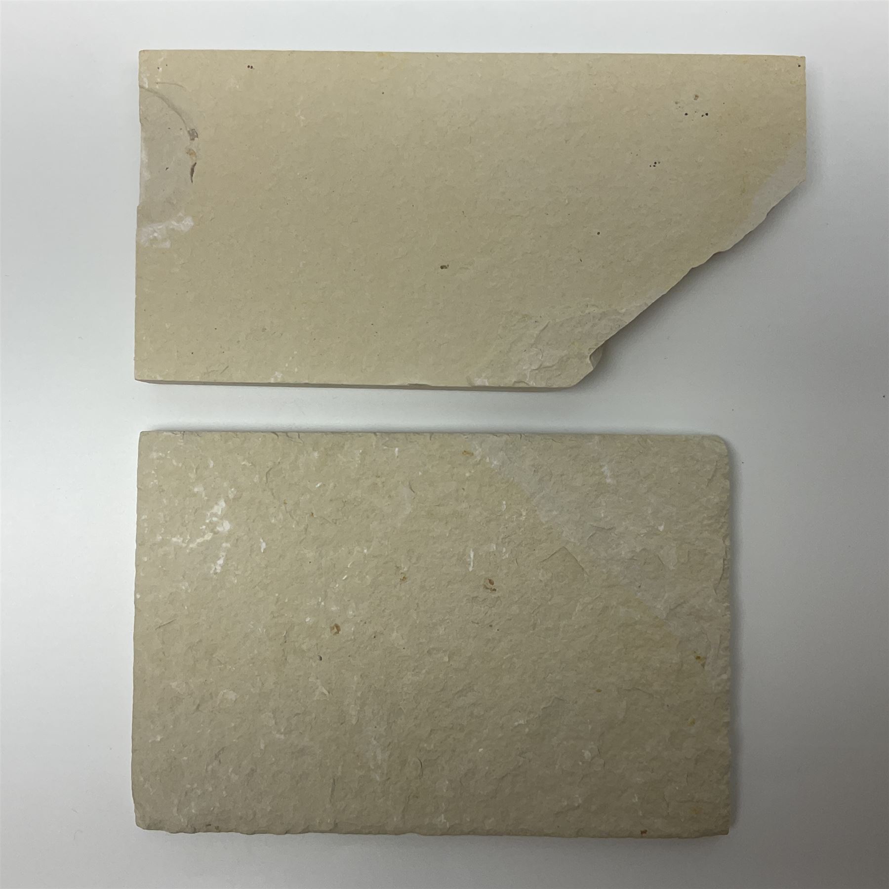 Two fossilised fish (Knightia alta) each in an individual matrix, age; Eocene period, location; Green River Formation, Wyoming, USA, largest matrix H8cm, L16cm