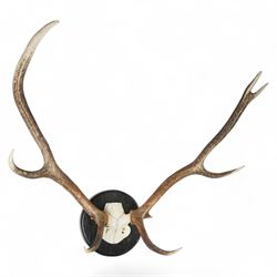 Antlers/horns: Set of Elk (Cervus Canadensis) antlers upon partial skull, mounted upon an ebonised circular wooden plaque, D89cm 