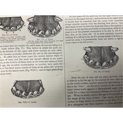 A. Schwarz, The Horse; Its External and Internal Organisation, An Illustrated Representation and Brief Description, Revised and Edited by George Fleming, London, George Philip & Son, with fold out anatomical plates