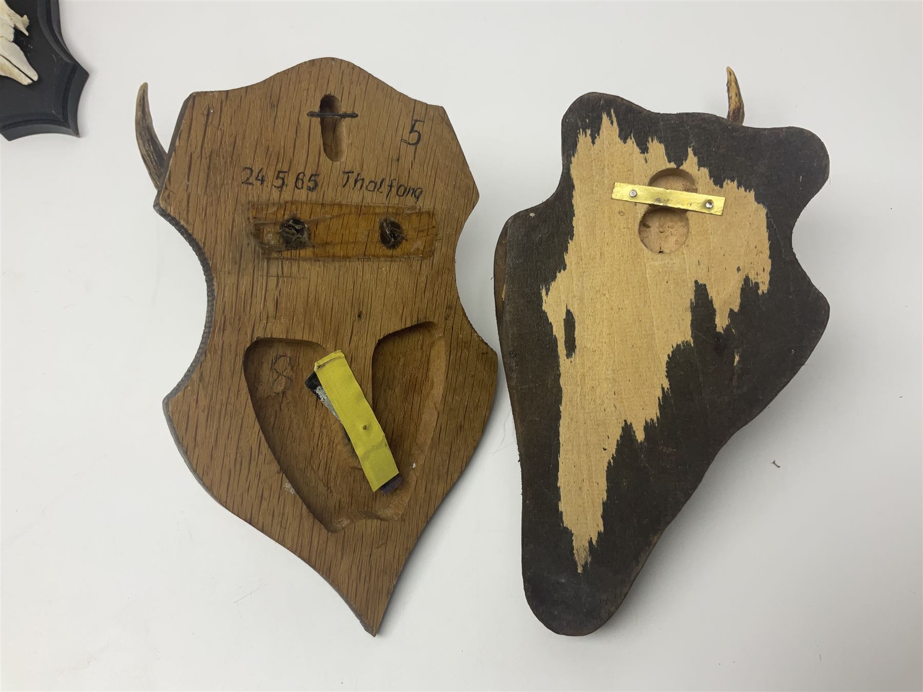 Antlers/Horns: Roe Deer (Capreolus capreolus) ten pairs of roe deer antlers mounted upon wooden shields, shield H20cm 