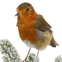 Taxidermy: European Robin (Erithacus Rubecula), full adult mount upon a branch in a naturalistic winter setting by Roger Whapshott Taxidermy, enclosed within a glass dome H30cm 