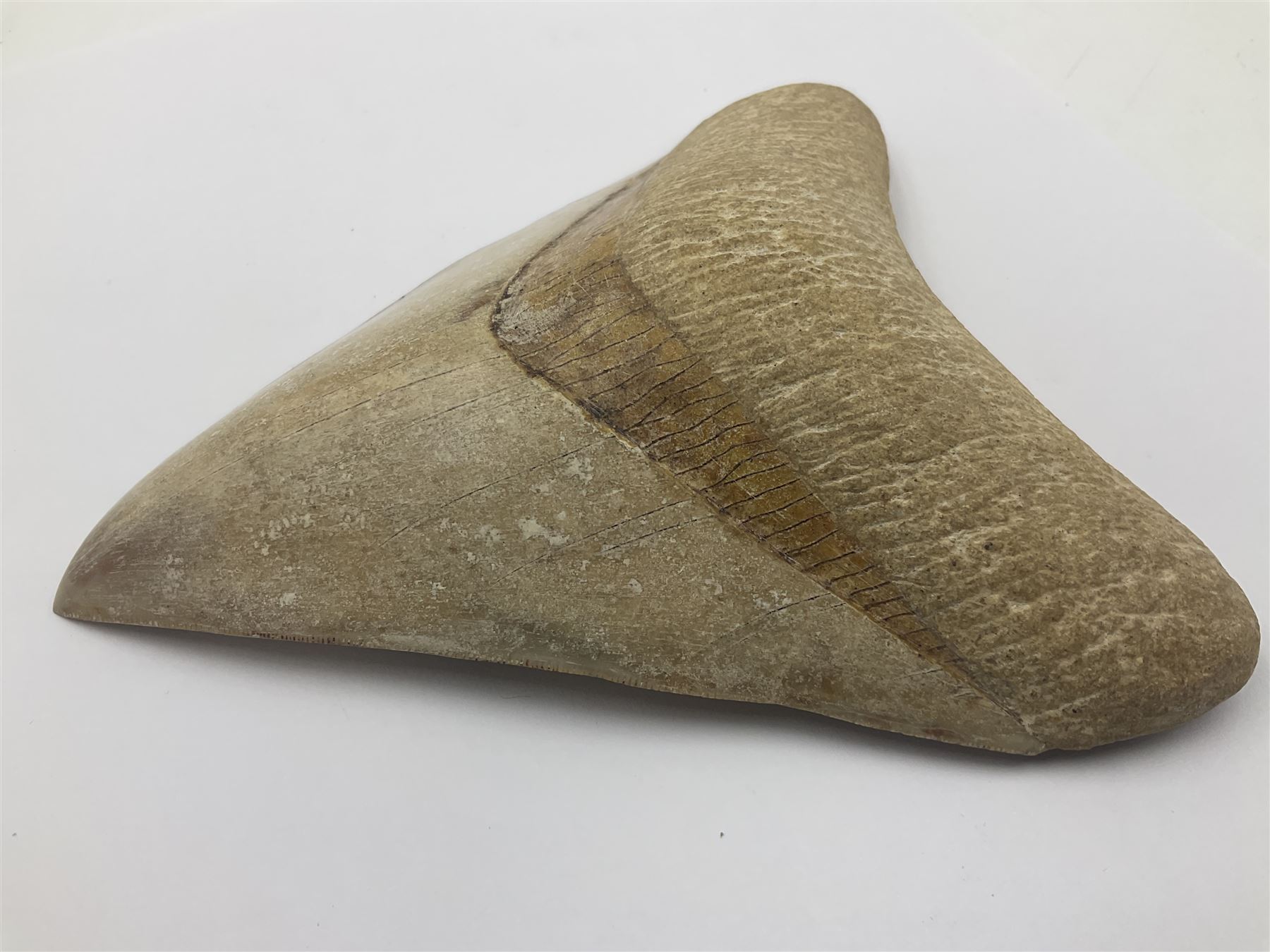 Large Megalodon (Otodus Megalodon) tooth fossil, age; Miocene period, H13cm, W13cm