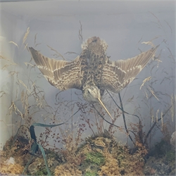 Taxidermy: Victorian cased Common Snipe (Gallinago gallinago), mounted in flight, in naturalistic setting with lichen, moss, and grasses, set against a pale blue painted backdrop, enclosed within an ebonized single pane display case, paper taxidermist label verso inscribed Edward Allen Bird and Animal Preserver, No 6 Feasegate York, H44.5cm L46 D17.5cm 