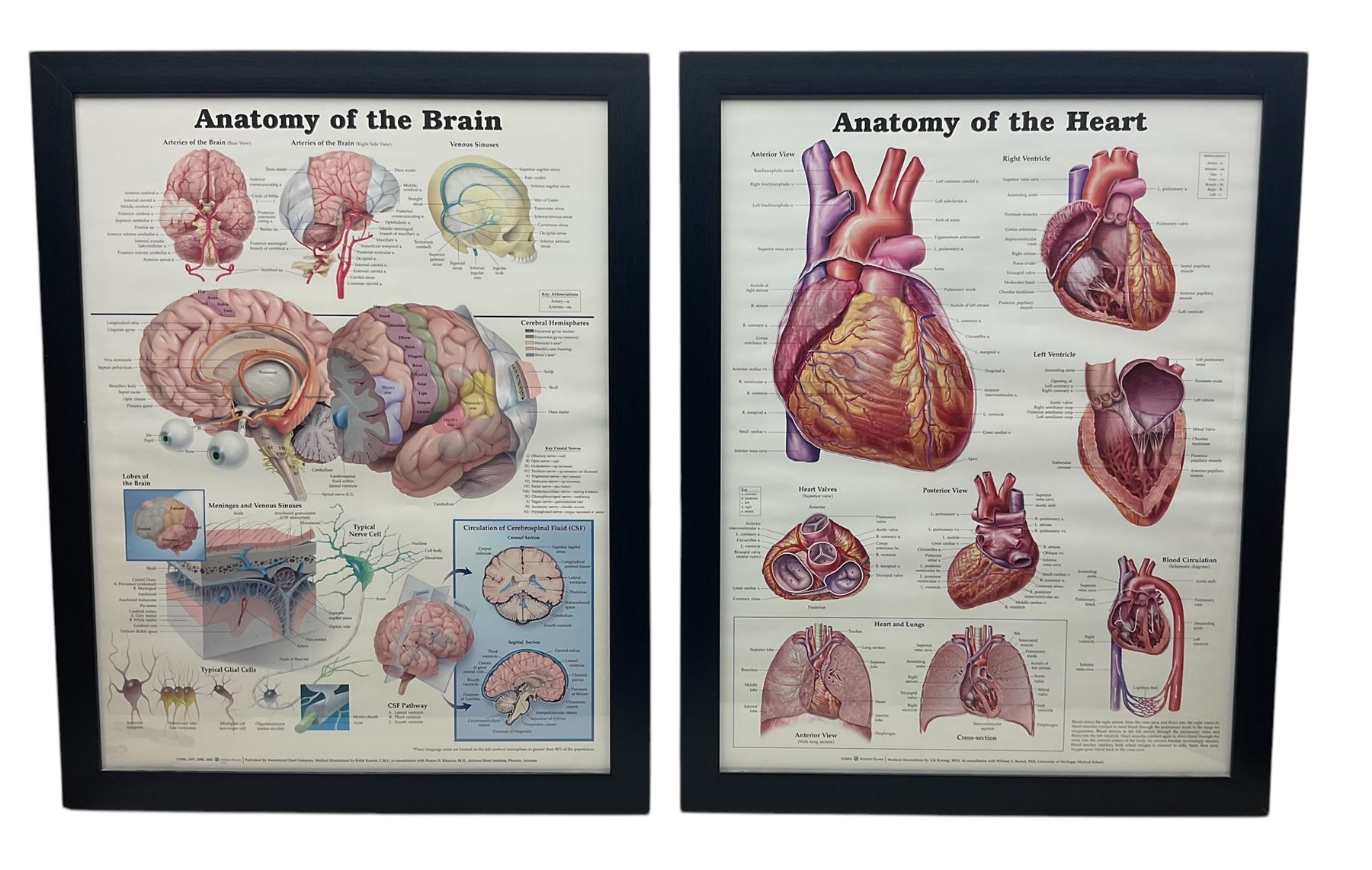 After Peter Bachin - set of six large medical or anatomy prints in matching frames (6)