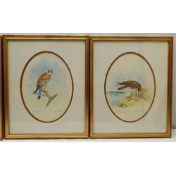 Jane Nagy (British 20th century): 'Peregrine Falcon', 'Sea Eagle', 'Kestrel' and 'Osprey', set four oval watercolours signed and titled 27cm x 20cm (4)