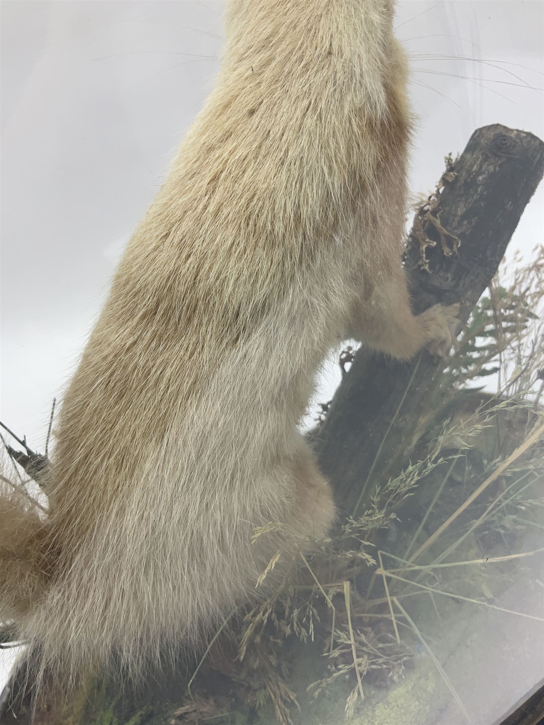 Taxidermy: Victorian cased Red Squirrel (Sciurus vulgaris), full mount adult, upon a tree branch with a naturalistic ground, enclosed beneath a period oval glass dome with ebonised base, raised upon four bun feet, H36cm 