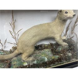Taxidermy: Red Squirrels (Sciurus vulgaris), full adult mount, climbing a small cut tree stump, in a naturalistic setting, encased within a single pane display case, together with cased Ermine ((Mustela erminea), full adult mount, in a ebonised single pane display case, squirrel case, H35cm, L38cm