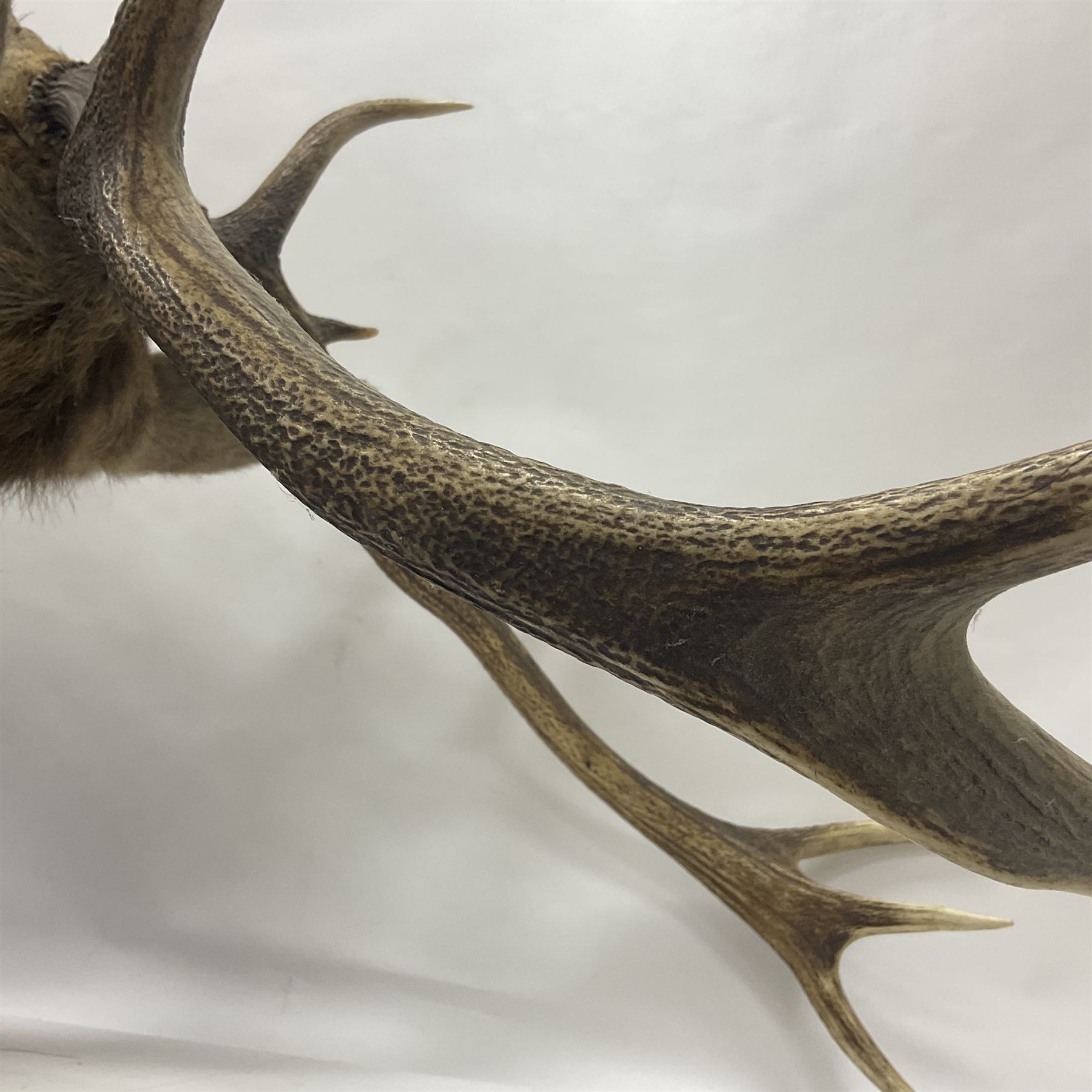 Taxidermy: Red Deer (Cervus elaphus), adult male imperial stag shoulder mount looking straight ahead, eleven point antlers, mounted upon a shaped wooden shield, D65cm