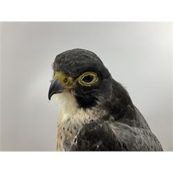 Taxidermy: Victorian cased Peregrine Falcon (Falco peregrinus), full female mount  stood atop a tree stump in a naturalistic ground, enclosed beneath a period oval glass dome with ebonised base, raised upon four bun feet, H54cm D20cm W34cm
