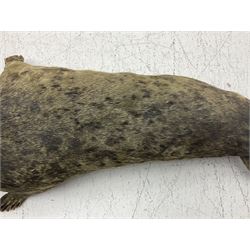 Taxidermy: early 20th century Common seal (Phoca Vitulina), full mount young adult, in a swimming pose, L115cm 