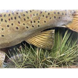 Taxidermy: Brown trout (Salmo trutta), skin mount set above a pebbled river bed with reeds and ferns, against blue painted back drop, enclosed within an ebonised bow-front display case, with 'Costa Beck June 8th 1920, Weight 3 3/4lbs',inscribed to the glass, H31cm, L62cm 