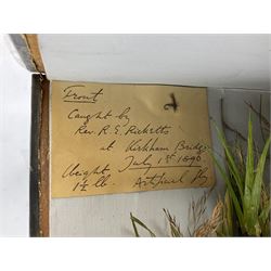 Taxidermy: Brown trout (Salmo trutta), preserved by John Cooper & Sons, 28 Radnor Street, St Luke's, London, skin mount set above a pebbled river bed with reeds and grasses, set against blue painted back drop, inscription to the back drop 'Trout caught by Rev R.S. Ricketts at Kirkham Bridge July 1st 1890, artificial fly, weight 1.5lb', L50cm H26cm 