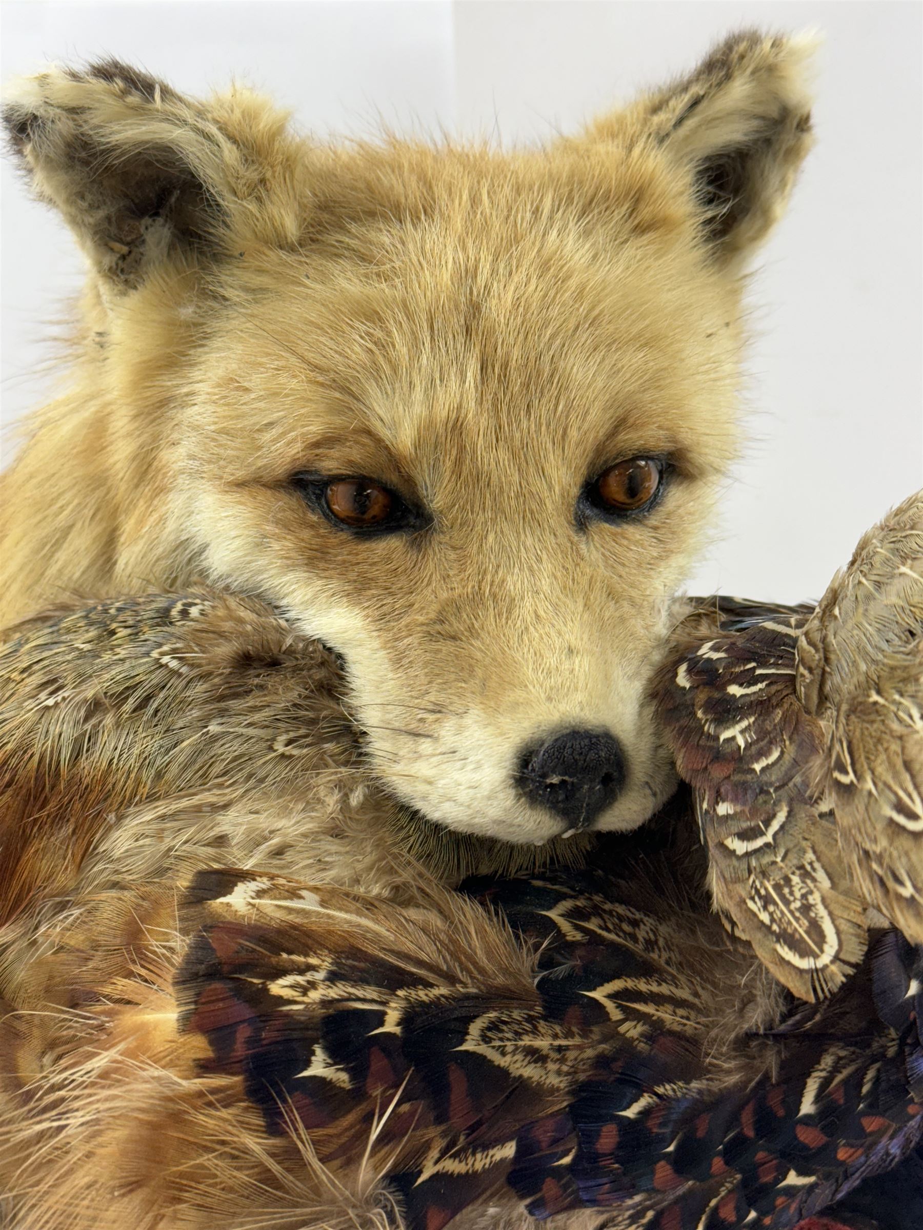 Taxidermy: Red Fox (Vulpes vulpes) with cock pheasant (Phasianus colchicus), open display upon a rocky base, H51cm