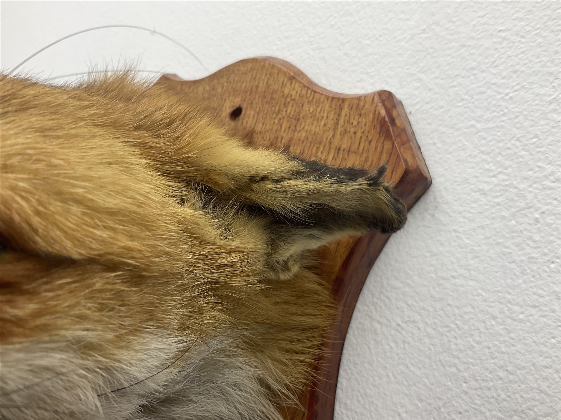 Taxidermy; Red fox mask (Vulpes vulpes), with mouth agape bearing teeth, mounted upon oak shield, with brush, shield L26cm