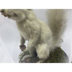 Taxidermy: Victorian albino Squirrel (Sciurus vulgaris), full mount adult, holding a hazelnut, upon naturalistic ground, enclosed beneath later glass dome with ebonised base, H32cm