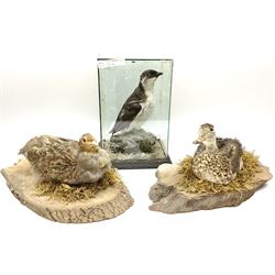 Taxidermy: Female green-winged teal duck (Anas carolinensis), on open display upon tree mount detailed with moss H15.5cm, together with gray partridge (Perdix perdix), on open display upon tree mount detailed with moss, H16cm and a cased young guillemot, standing on a naturalistic base, encased within a five pane display case, H27cm. 