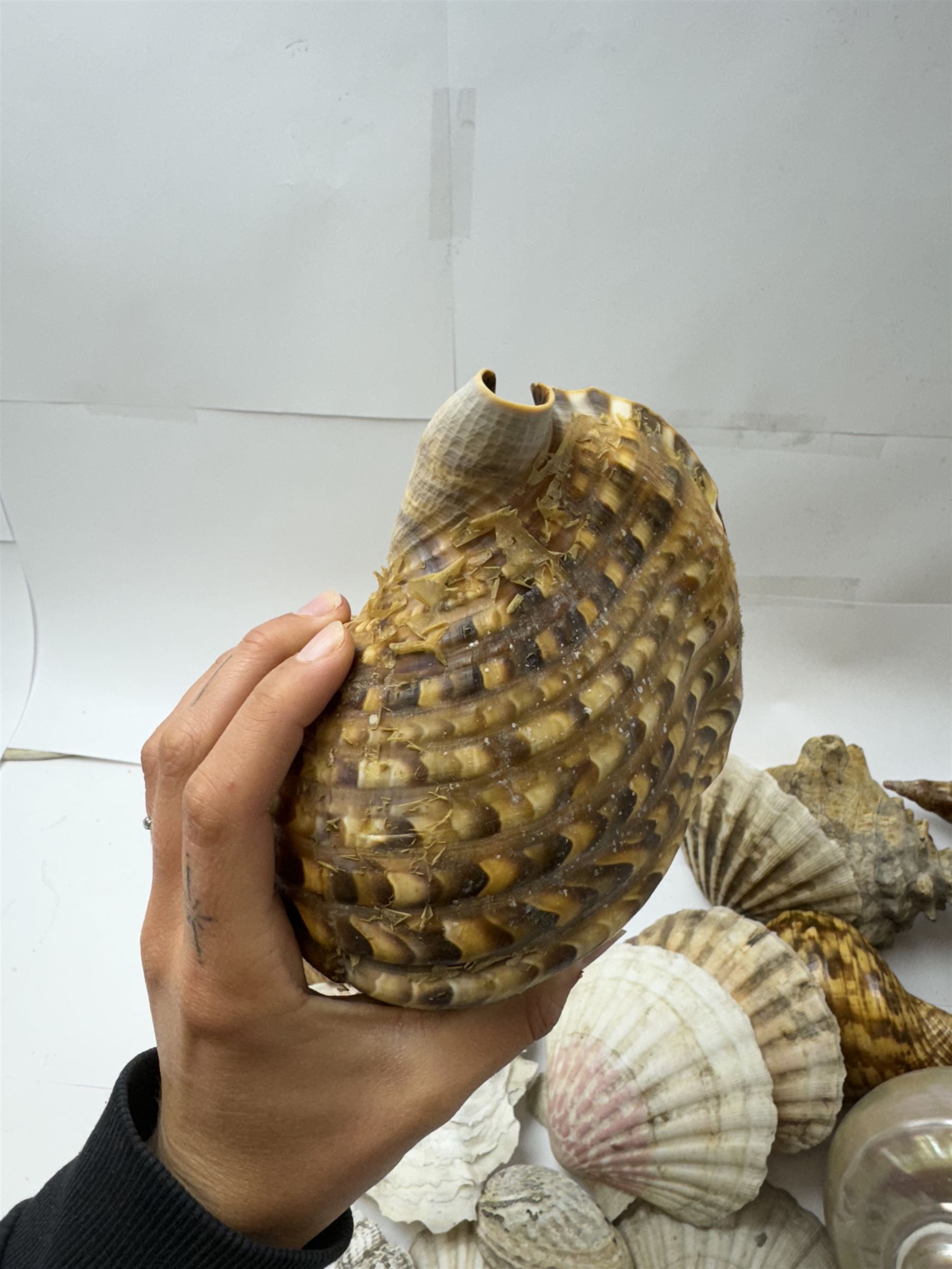 Conchology: selection of shells | Fossils, Minerals & Natural Sciences ...