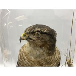 Taxidermy; Victorian European Sparrowhawk (Accipiter nisus), a full mount adult with pray,  perched upon a tree stump amidst a naturalistic setting, encased within a glass dome with an ebonised base, H55cm