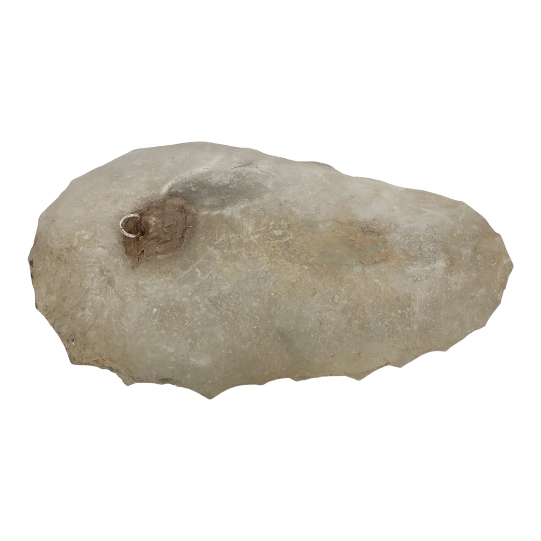 Andiloceras heteromorph ammonite in matrix, age Cretaceous period, location; Volga River, Ulyanovsk, Russia, specimen L22cm