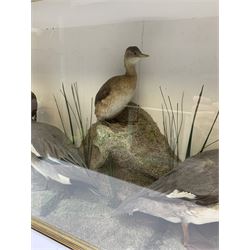 Taxidermy: female Goosander (Mergus Merganser), male Green Wing Teal Duck (Anas Carolinensis), and Little Grebe (Tachybaptus Ruficollis), in naturalistic setting detailed with long grass, set against a painted cream backdrop, encased within an ebonised single pane display case, with taxidermist paper label verso detailed J E Massey, Finkle Street, Malton, H50.5cm W89cm D21cm