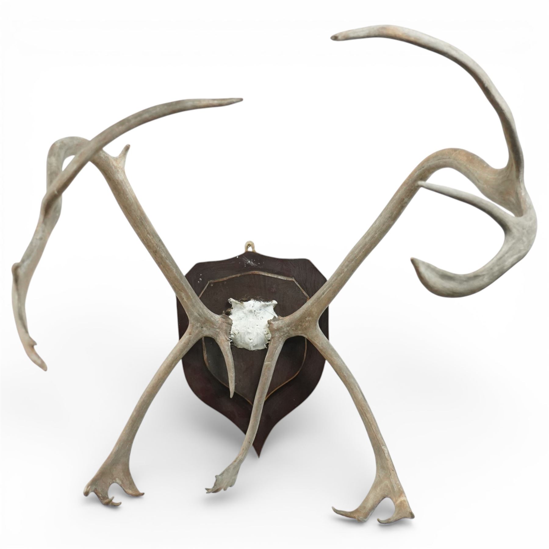 Antlers/Horns - Pair of Caribou reindeer (Rangifer tarandus) antlers, with partial skull on wooden shield, W72cm H76cm extension 85cm