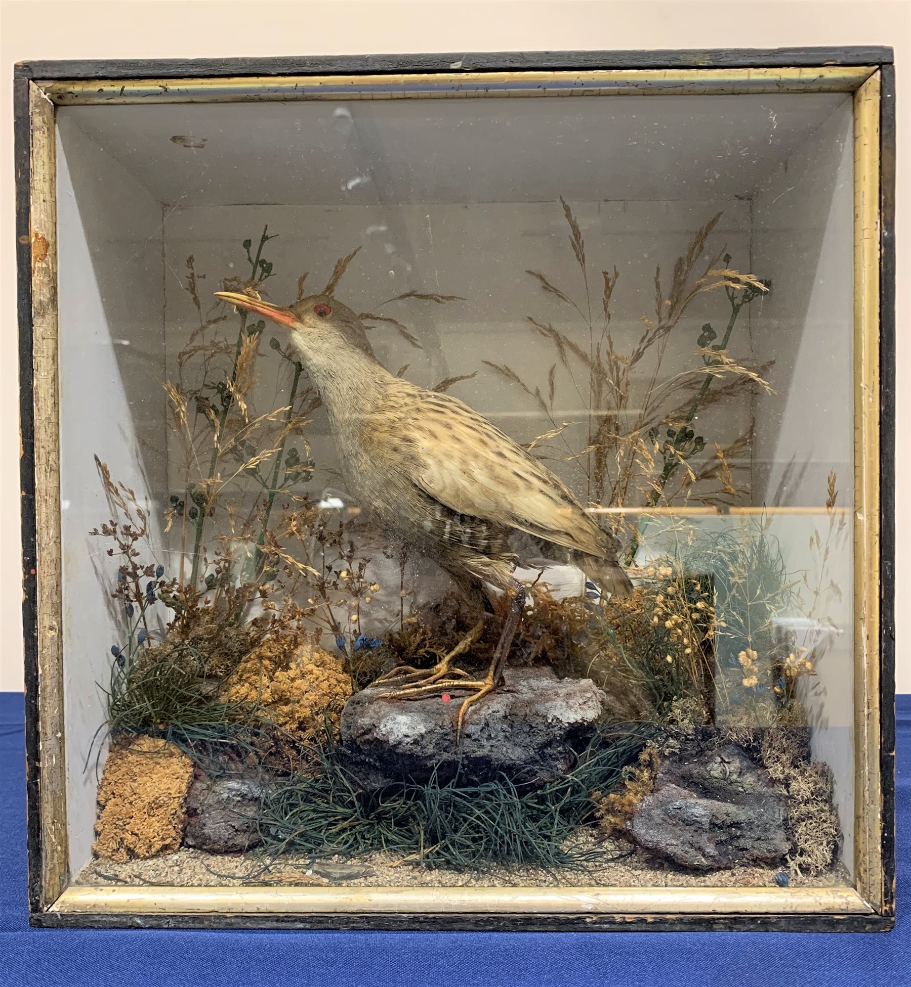 Taxidermy: Victorian cased Water Rail in naturalistic setting standing upon a rocky section and detailed with lichen, grasses and other fauna, encased within an ebonised single pane display case, H33cm L33cm D16cm 