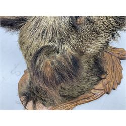 Taxidermy; European Wild Boar (Sus scrofa), adult shoulder mount looking straight ahead, with mouth agape, upon a carved wooden shield, H60cm