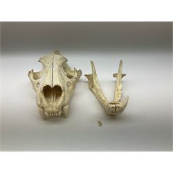 Taxidermy: Lion (Panthera leo), skull L34cm. 