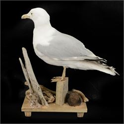 Taxidermy: Herring Gull (Larus argentatus), full adult mount on open display with head turning to the right, stood upon drift wood, H54cm, L46cm